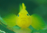 �ًƎ��